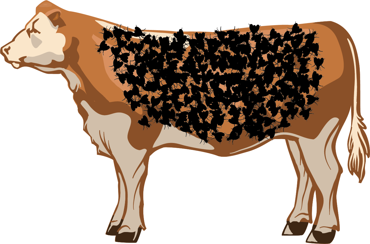 Illustration of an unacceptable number of flies on a cow